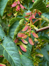 Davids-Ahorn, Schlangenhaut-Ahorn, Acer davidii kaufen im Online-Shop der Bohlken Baumschulen