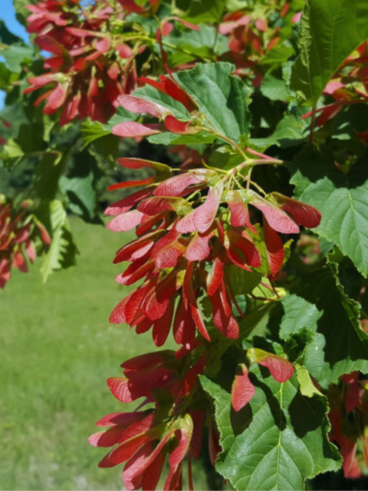 Davids-Ahorn, Schlangenhaut-Ahorn, Acer davidii kaufen im Online-Shop der Bohlken Baumschulen