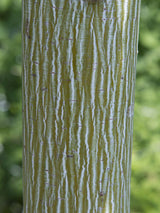 Davids-Ahorn, Schlangenhaut-Ahorn, Acer davidii kaufen im Online-Shop der Bohlken Baumschulen