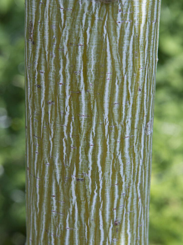 Davids-Ahorn, Schlangenhaut-Ahorn, Acer davidii kaufen im Online-Shop der Bohlken Baumschulen