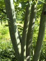 Davids-Ahorn, Schlangenhaut-Ahorn, Acer davidii kaufen im Online-Shop der Bohlken Baumschulen