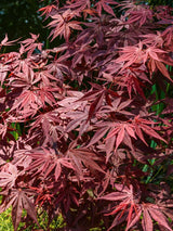 Bild von Japanischer roter Fächerahorn 'Atropurpureum' im Onlineshop von Bohlken Pflanzenversand GbR