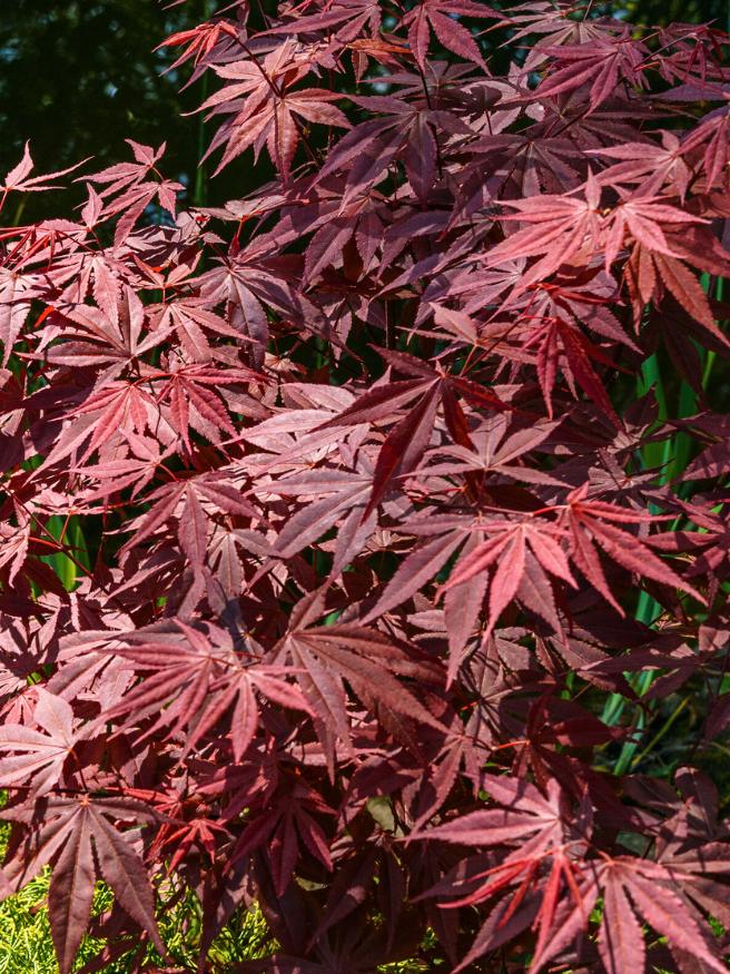 Bild von Japanischer roter Fächerahorn 'Atropurpureum' im Onlineshop von Bohlken Pflanzenversand GbR