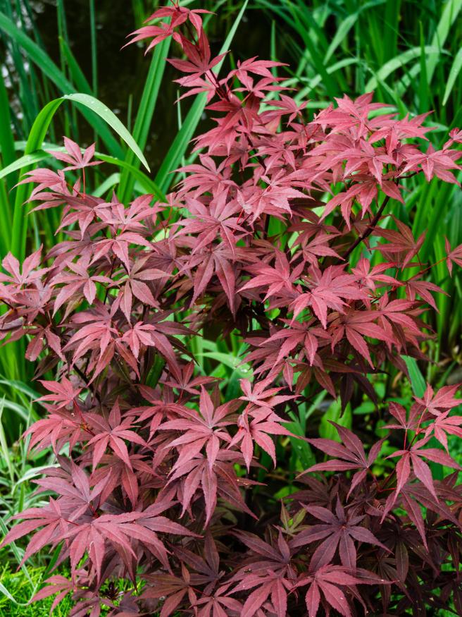 Bild von Japanischer roter Fächerahorn 'Atropurpureum' im Onlineshop von Bohlken Pflanzenversand GbR