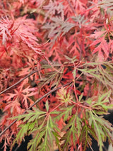 Japanischer Fächerahorn, Acer palmatum 'Orangeola' kaufen im Online-Shop der Bohlken Baumschulen