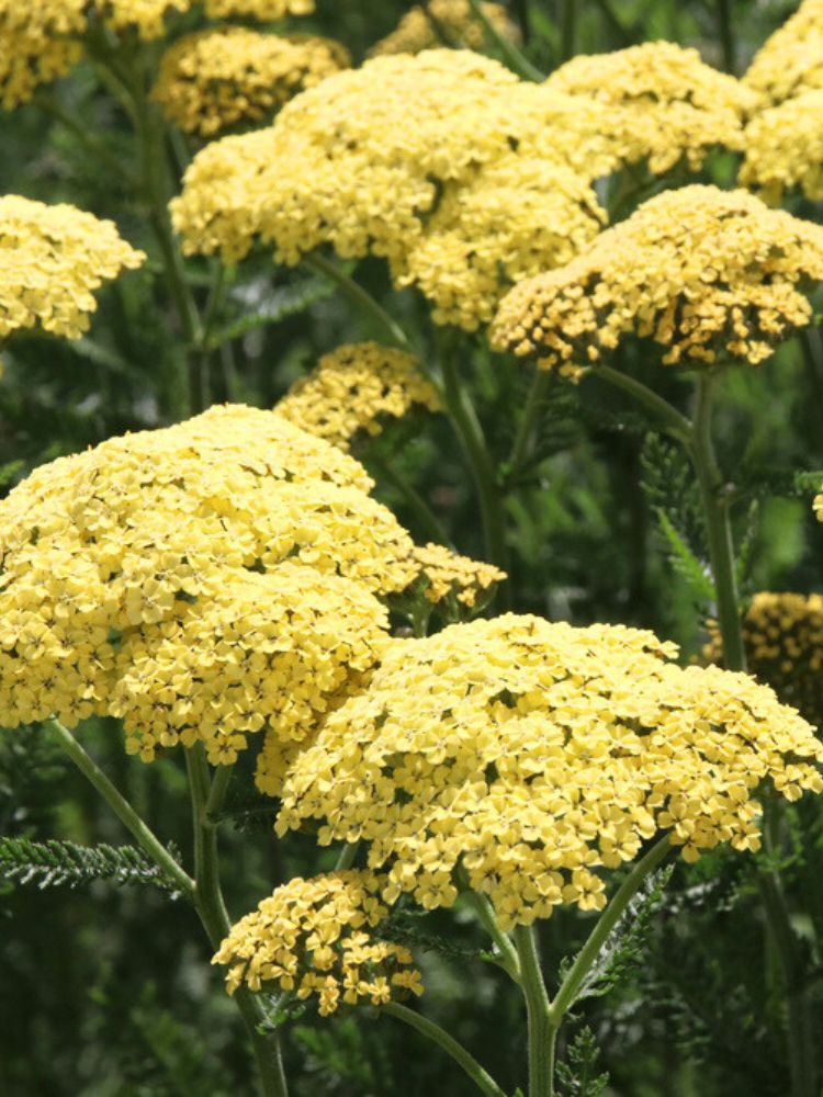 Hohe Gold-Garbe, Schafgarbe, Achillea filipendulina 'Credo' kaufen im Online-Shop der Bohlken Baumschulen