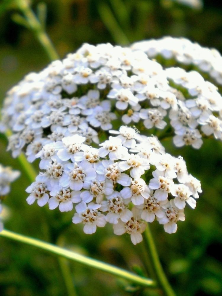Hohe Gold-Garbe, Schafgarbe, Achillea filipendulina 'Heinrich Vogeler' kaufen im Online-Shop der Bohlken Baumschulen