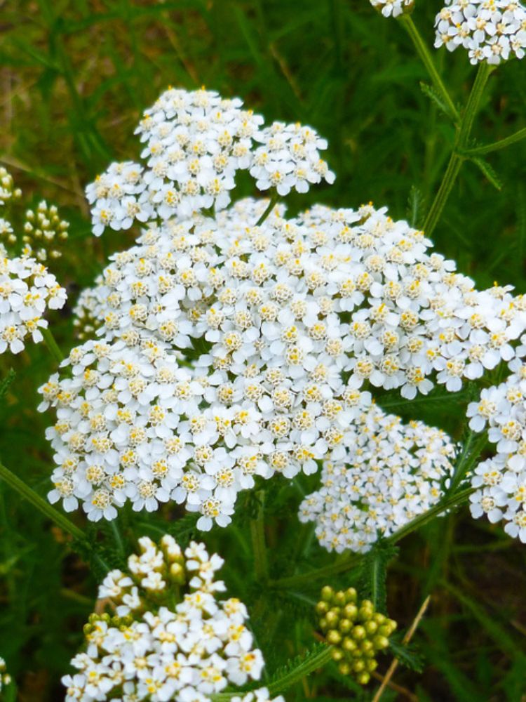 Hohe Gold-Garbe, Schafgarbe, Achillea filipendulina 'Heinrich Vogeler' kaufen im Online-Shop der Bohlken Baumschulen