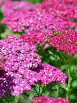 Schafgarbe 'Heidi', Achillea millefolium 'Heidi' kaufen im Online-Shop der Bohlken Baumschulen