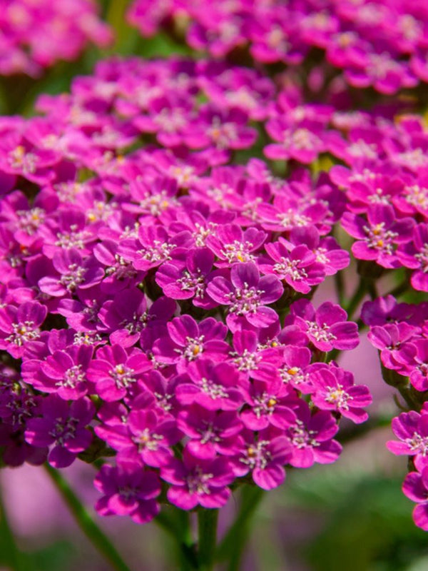 Schafgarbe 'Heidi', Achillea millefolium 'Heidi' kaufen im Online-Shop der Bohlken Baumschulen