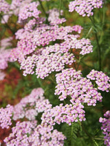 Schafgarbe Achillea millefolium 'Lilac Beauty' kaufen im Online-Shop der Bohlken Baumschulen