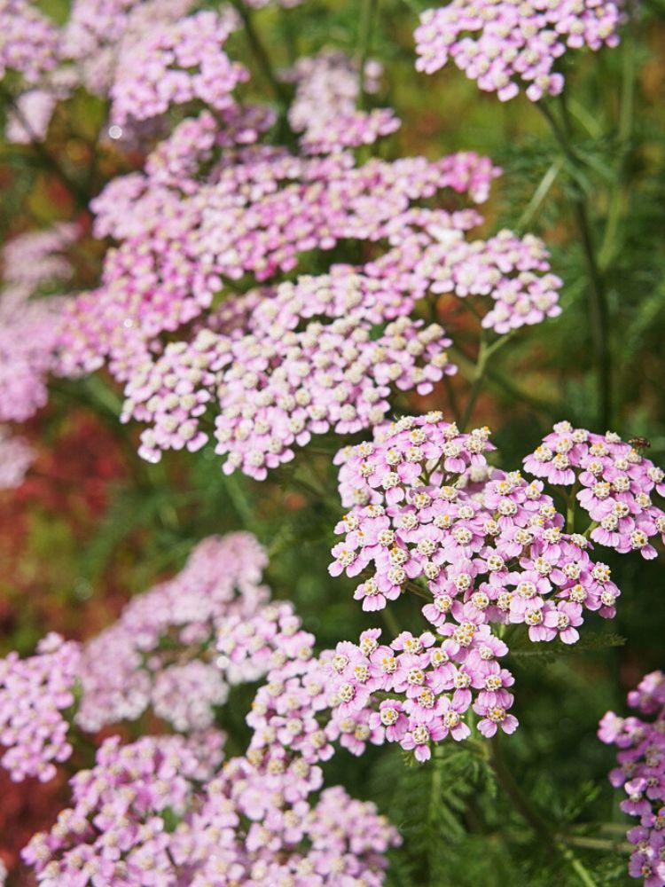 Schafgarbe Achillea millefolium 'Lilac Beauty' kaufen im Online-Shop der Bohlken Baumschulen