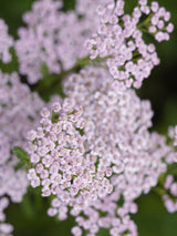 Schafgarbe Achillea millefolium 'Lilac Beauty' kaufen im Online-Shop der Bohlken Baumschulen