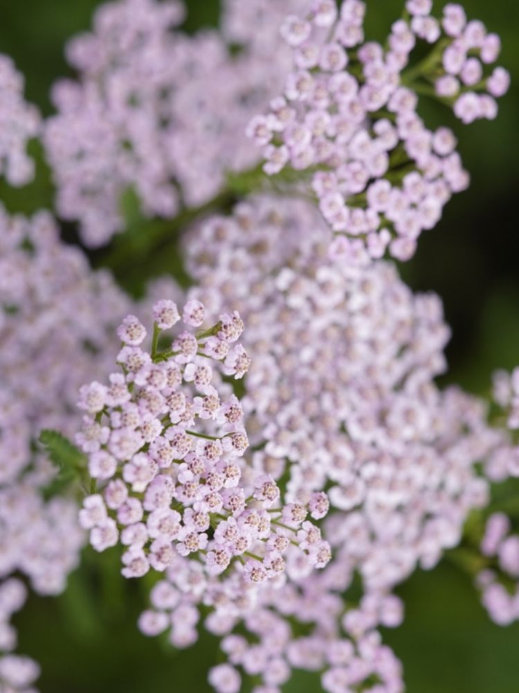 Schafgarbe Achillea millefolium 'Lilac Beauty' kaufen im Online-Shop der Bohlken Baumschulen