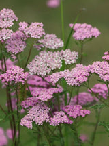 Schafgarbe Achillea millefolium 'Lilac Beauty' kaufen im Online-Shop der Bohlken Baumschulen