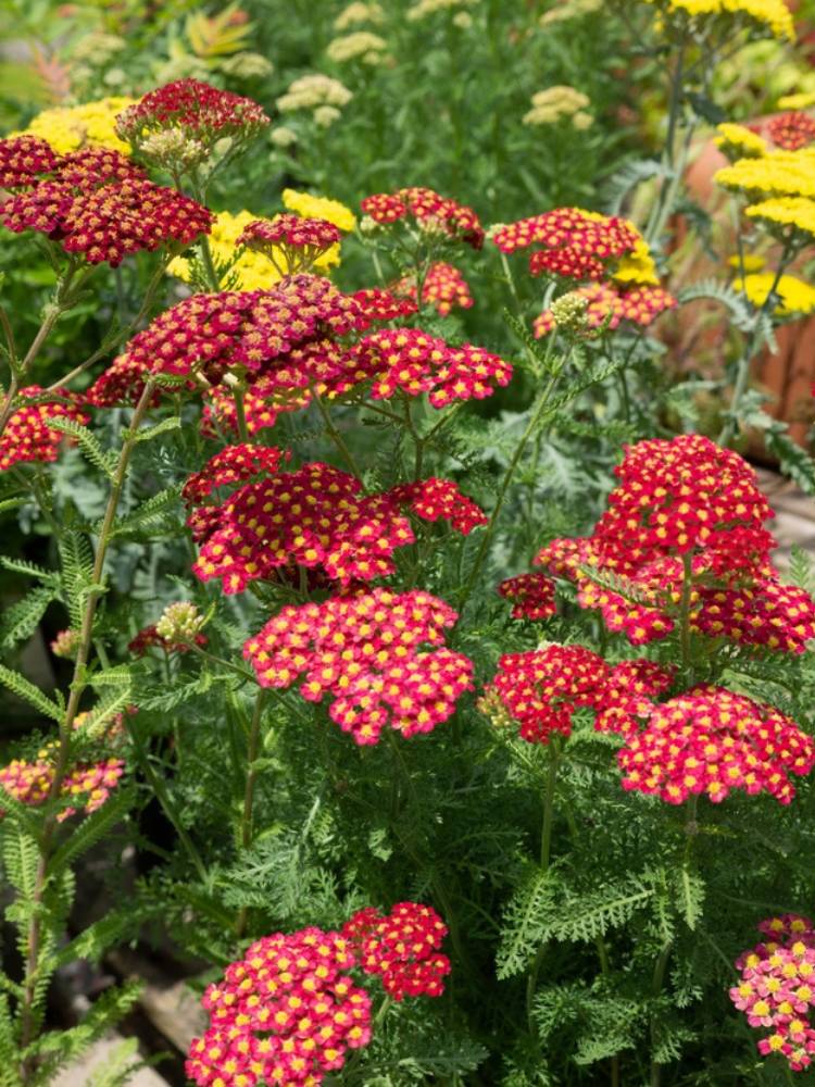 Schafgarbe Achillea millefolium 'Paprika' kaufen im Online-Shop der Bohlken Baumschulen