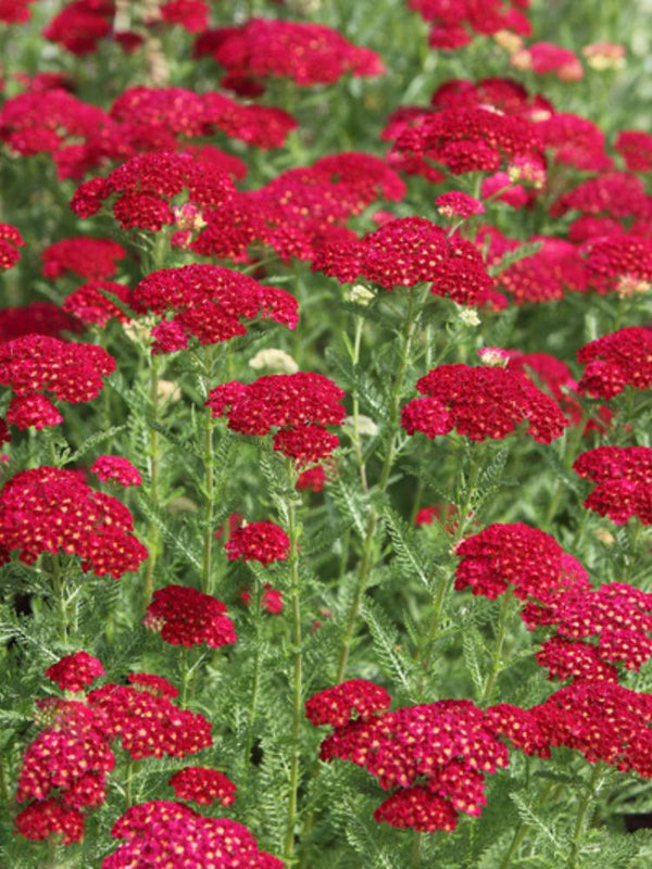 Schafgarbe Achillea millefolium 'Pomegranate' kaufen im Online-Shop der Bohlken Baumschulen