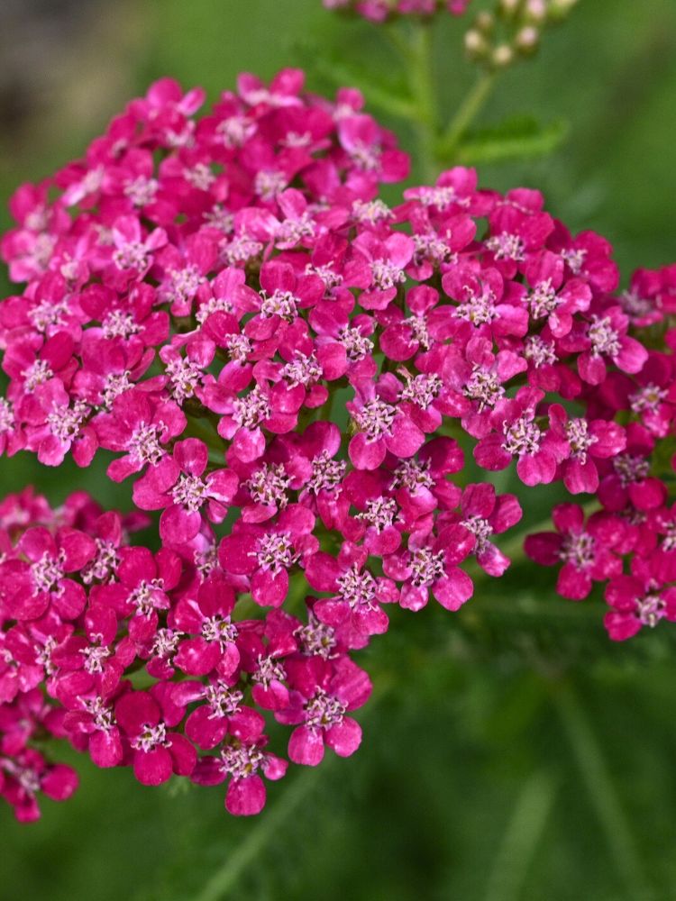 Schafgarbe 'Sammetriese', Achillea millefolium 'Sammetriese' kaufen im Online-Shop der Bohlken Baumschulen