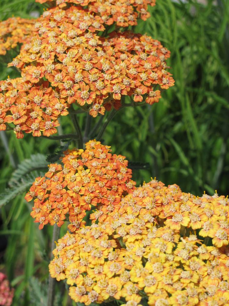 Schafgarbe Achillea millefolium 'Terracotta' kaufen im Online-Shop der Bohlken Baumschulen