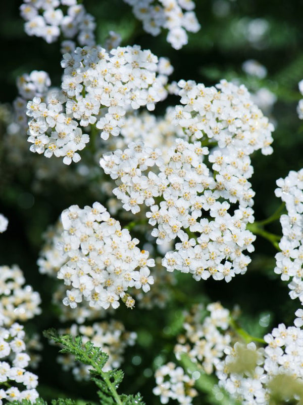 Schafgarbe Achillea millefolium 'White Beauty' kaufen im Online-Shop der Bohlken Baumschulen
