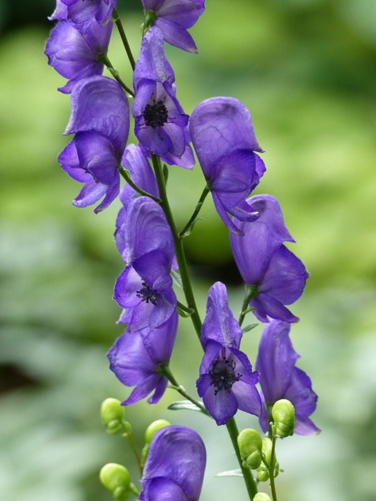Blauer Eisenhut, Berg-Eisenhut, Aconitum napellus kaufen im Online-Shop der Bohlken Baumschulen