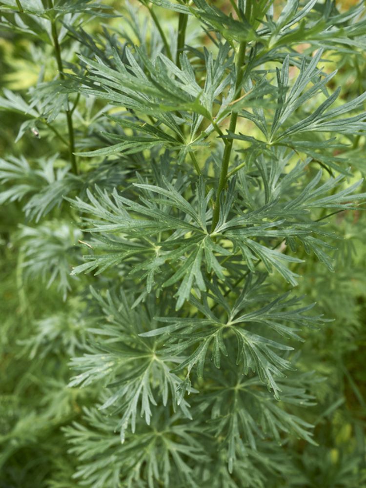 Blauer Eisenhut, Berg-Eisenhut, Aconitum napellus kaufen im Online-Shop der Bohlken Baumschulen