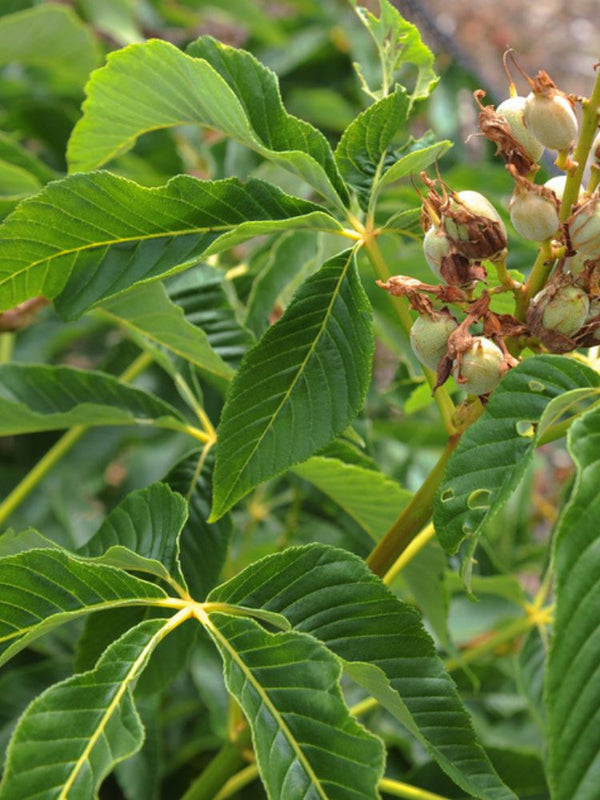 Zwerg-Kastanie, Aesculus pavia 'Koehnei' kaufen im Online-Shop der Bohlken Baumschulen