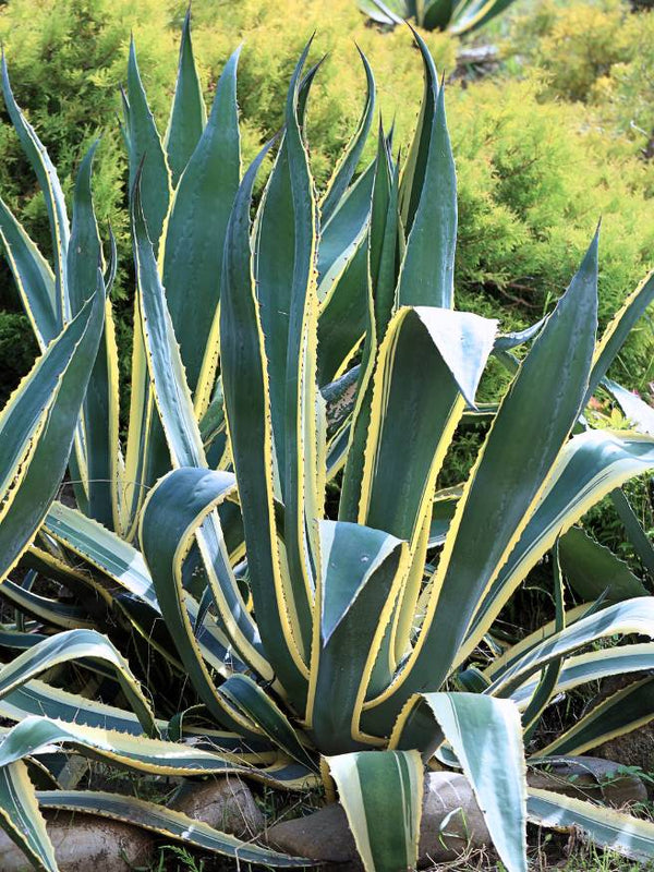 Jetzt Amerikanische Agave 'Variegata' online kaufen bei Bohlken  Pflanzenversand – Bohlken Pflanzenversand GbR