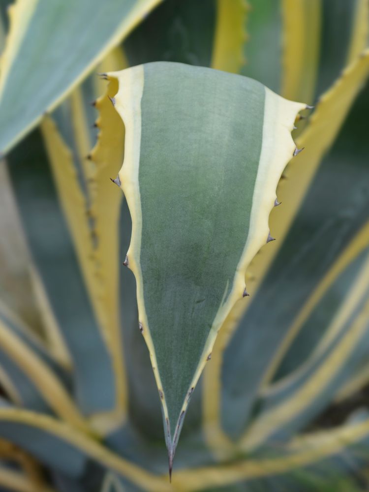 Jetzt Amerikanische Agave 'Variegata' online kaufen bei Bohlken  Pflanzenversand – Bohlken Pflanzenversand GbR