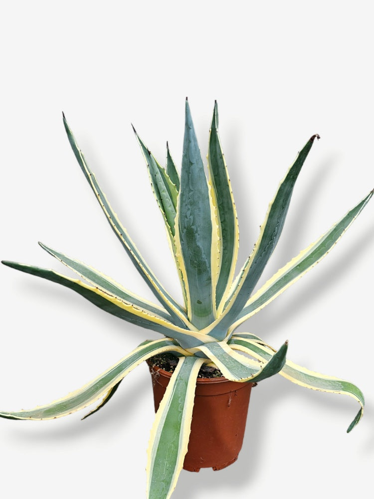 Artikelbild für Agave americana 'Variegata' im Online-Shop der Bohlken Baumschulen