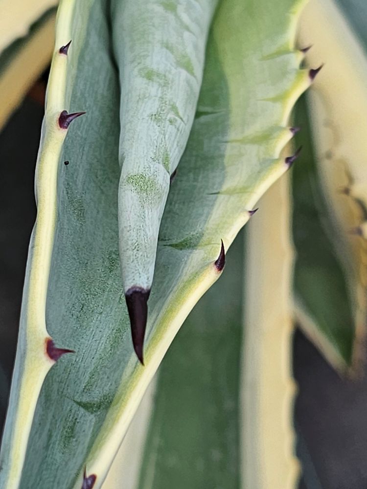 Jetzt Amerikanische Agave 'Variegata' online kaufen bei Bohlken  Pflanzenversand – Bohlken Pflanzenversand GbR