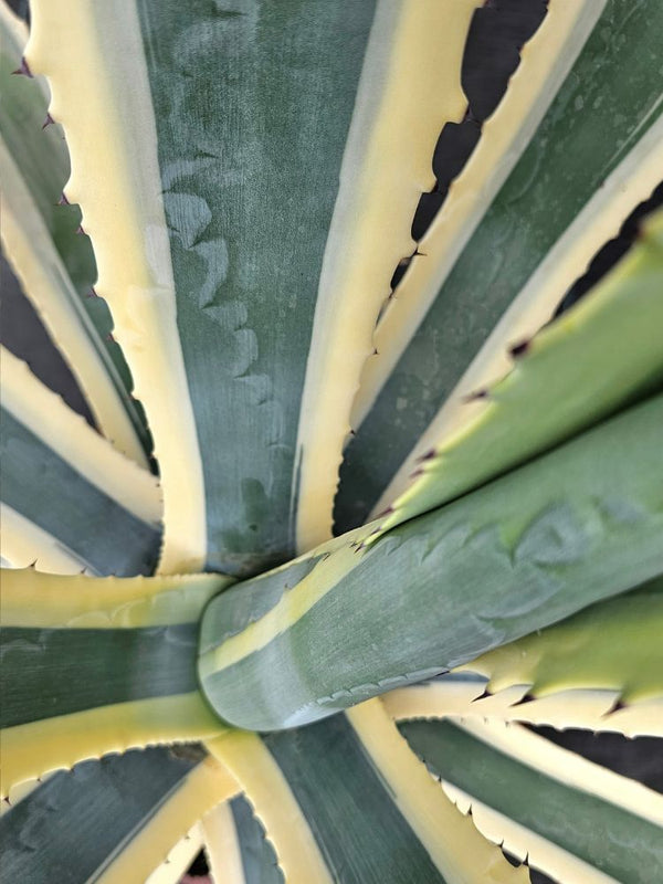 Artikelbild für Agave americana 'Variegata' im Online-Shop der Bohlken Baumschulen