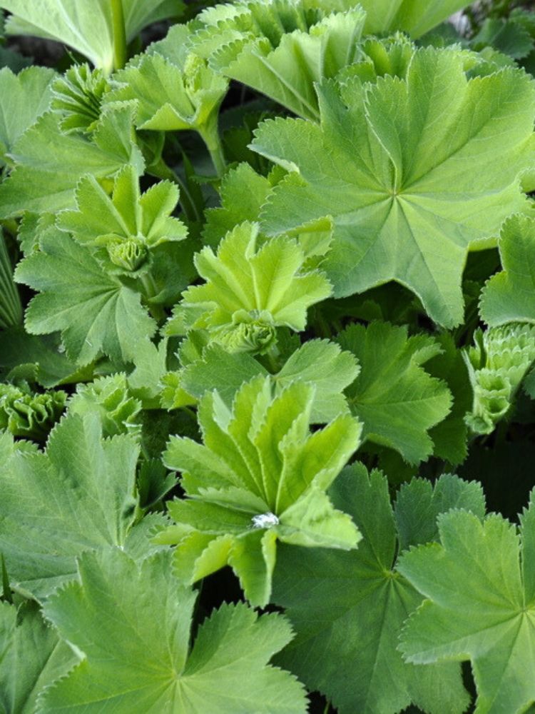 Kahler Frauenmantel, Alchemilla epipsila kaufen im Online-Shop der Bohlken Baumschulen