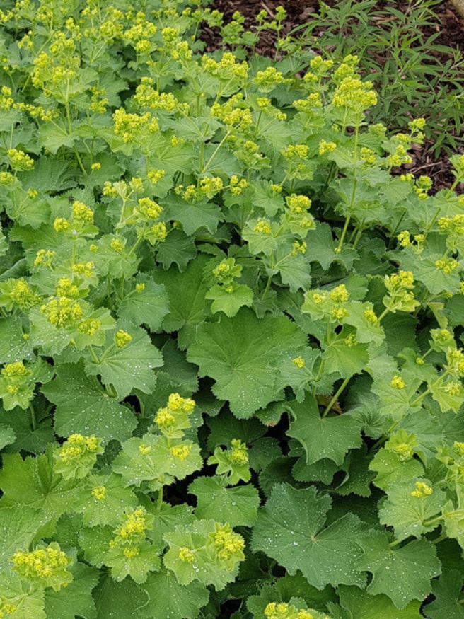 Kahler Frauenmantel, Alchemilla epipsila kaufen im Online-Shop der Bohlken Baumschulen