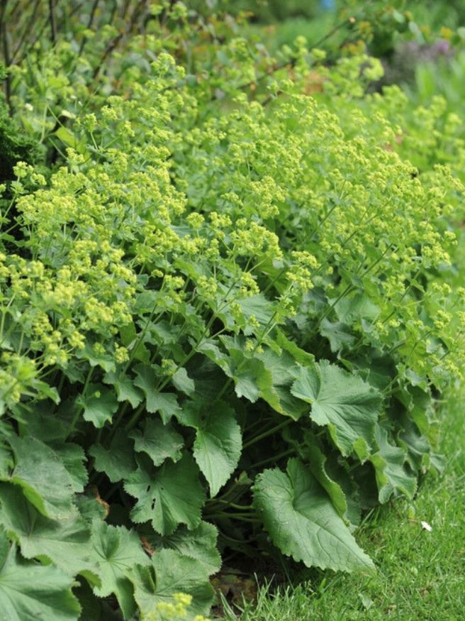 Weicher Frauenmantel, Großblättriger Frauenmantel, Alchemilla mollis kaufen im Online-Shop der Bohlken Baumschulen