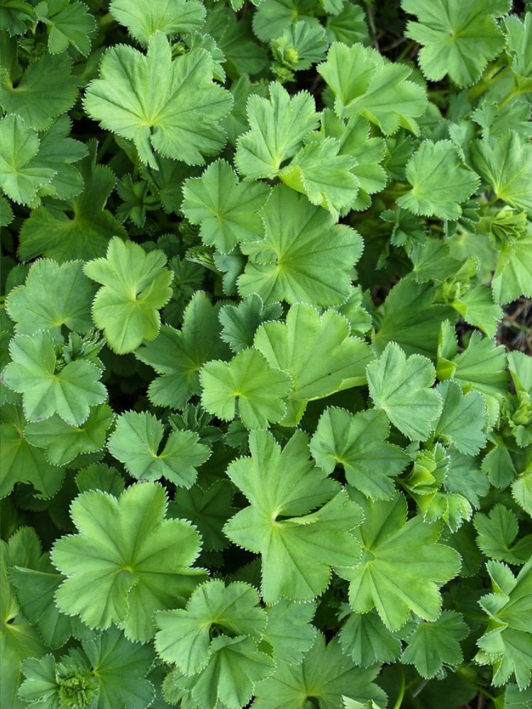 Weicher Frauenmantel, Großblättriger Frauenmantel, Alchemilla mollis kaufen im Online-Shop der Bohlken Baumschulen