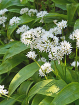 Bärlauch, Allium ursinum kaufen im Online-Shop der Bohlken Baumschulen