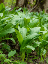 Bärlauch, Allium ursinum kaufen im Online-Shop der Bohlken Baumschulen