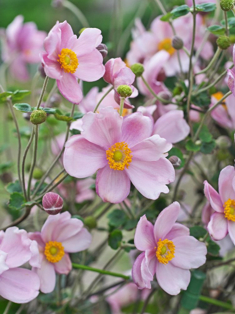 Herbst-Anemone, Anemone hupehensis 'Ouvertüre' kaufen im Online-Shop der Bohlken Baumschulen