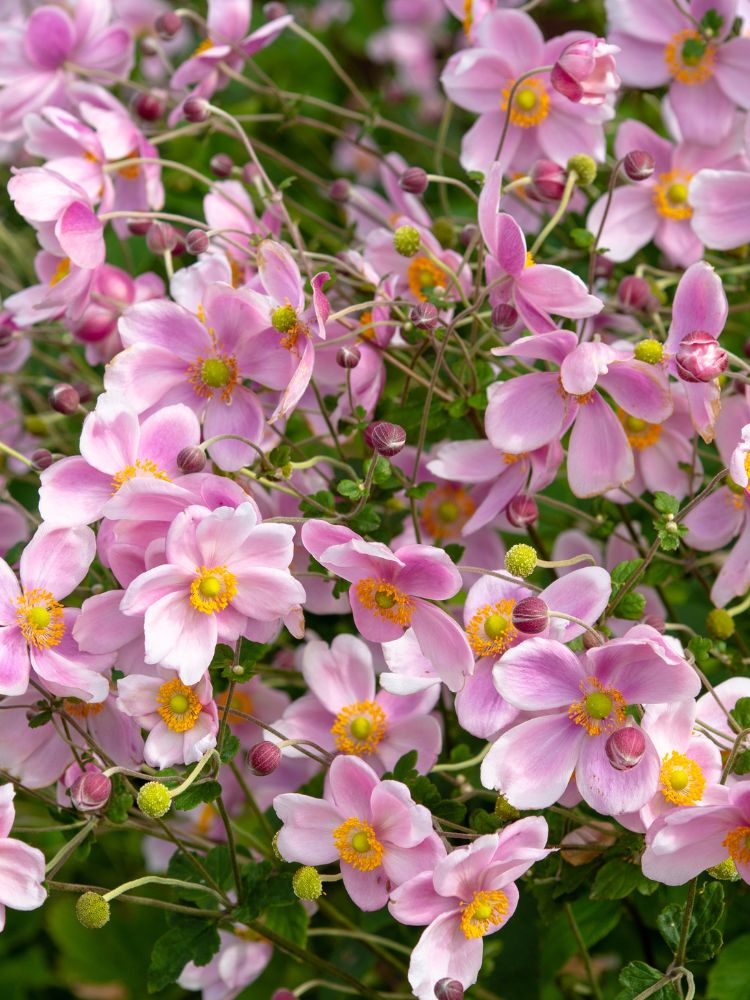 Herbst-Anemone, Anemone hupehensis 'Ouvertüre' kaufen im Online-Shop der Bohlken Baumschulen