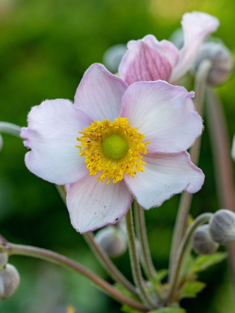 China-Herbst-Anemone, Anemone hupehensis 'September Charme' kaufen im Online-Shop der Bohlken Baumschulen