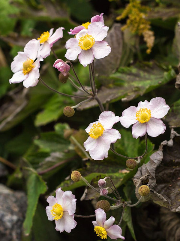 China-Herbst-Anemone, Anemone hupehensis 'September Charme' kaufen im Online-Shop der Bohlken Baumschulen