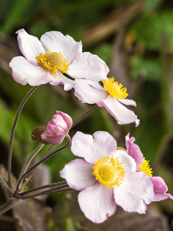 China-Herbst-Anemone, Anemone hupehensis 'September Charme' kaufen im Online-Shop der Bohlken Baumschulen