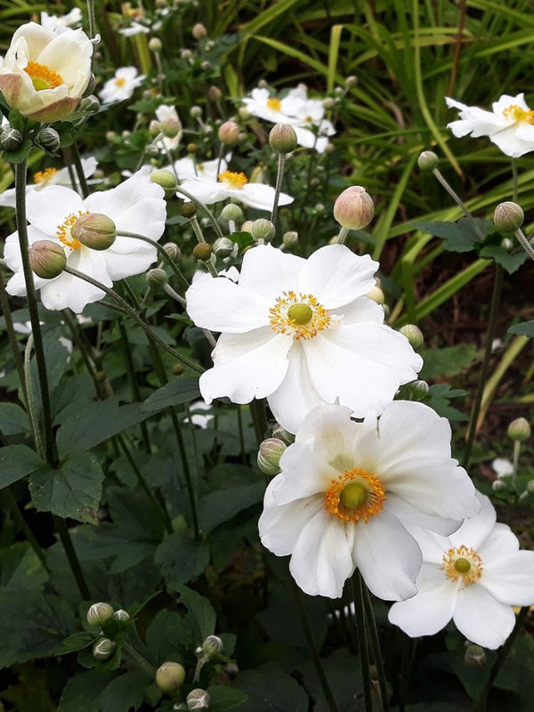 Herbst-Anemone, Anemone japonica 'Andrea Atkinson' kaufen im Online-Shop der Bohlken Baumschulen