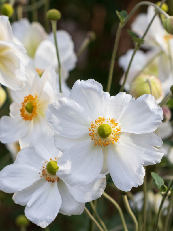 Herbst-Anemone, Anemone japonica 'Andrea Atkinson' kaufen im Online-Shop der Bohlken Baumschulen