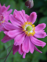 Herbst-Anemone, Anemone japonica 'Bressingham Glow' kaufen im Online-Shop der Bohlken Baumschulen