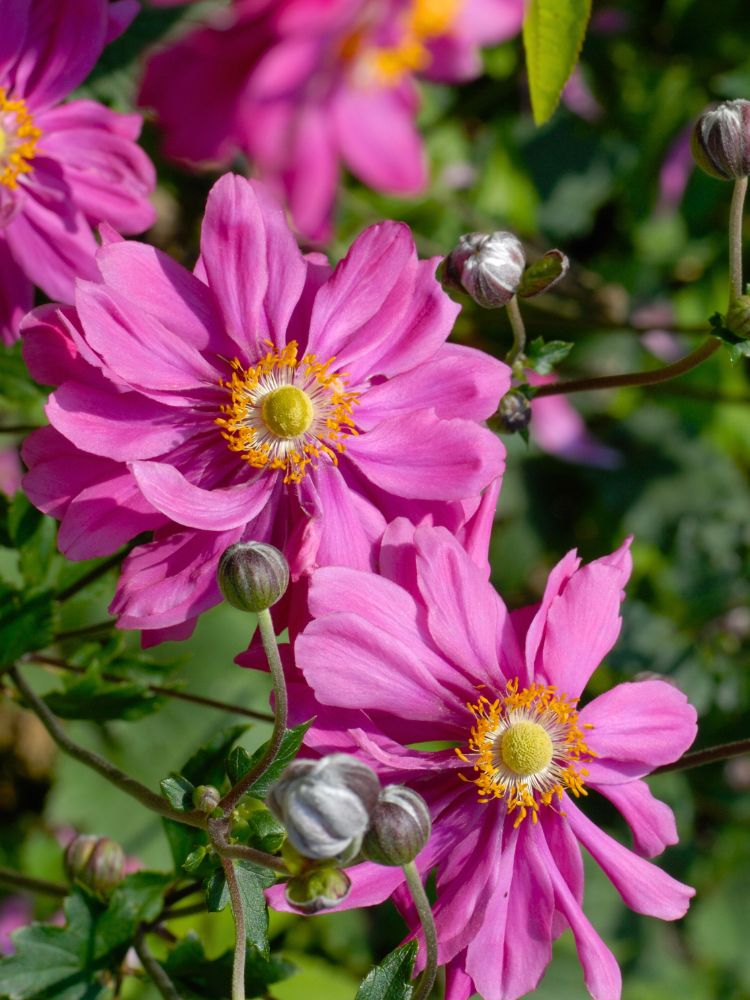 Herbst-Anemone, Anemone japonica 'Bressingham Glow'  kaufen im Online-Shop der Bohlken Baumschulen