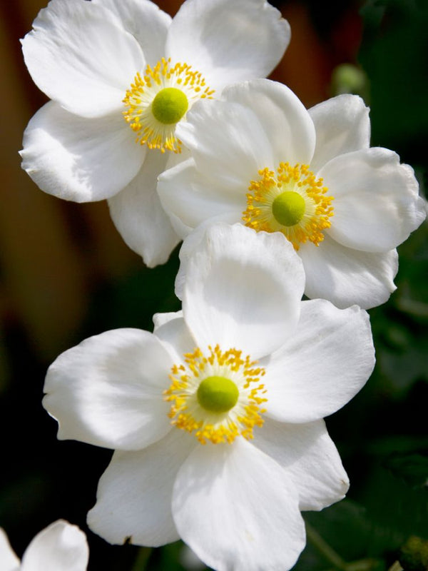 Herbst-Anemone, Anemone japonica 'Honorine Jobert' kaufen im Online-Shop der Bohlken Baumschulen