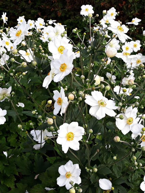 Herbst-Anemone, Anemone japonica 'Honorine Jobert' kaufen im Online-Shop der Bohlken Baumschulen