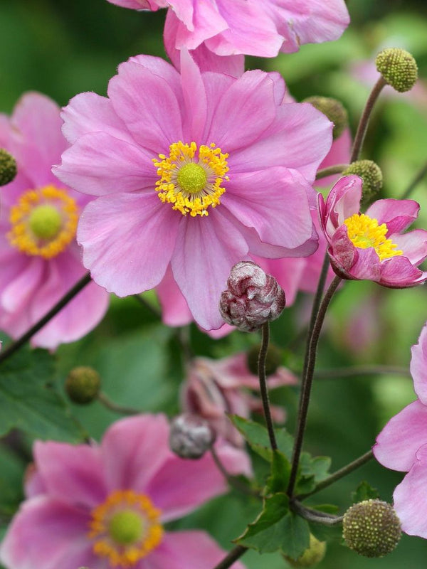 Herbst-Anemone, Anemone japonica 'Königin Charlotte' kaufen im Online-Shop der Bohlken Baumschulen